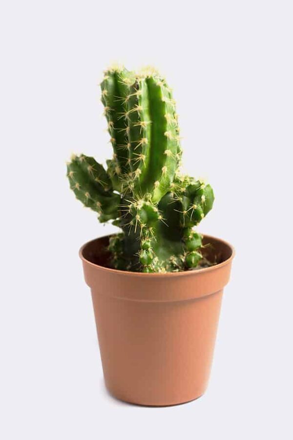 Mini San Pedro Cactus