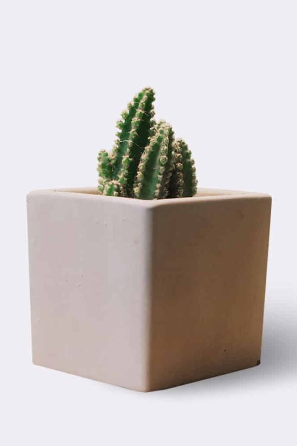Cleistocactus